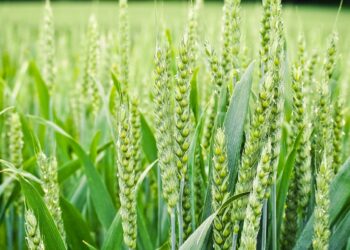 Government Provides Relief for Rain-Affected Wheat, Procurement to be Carried Out Across the State with Relaxed Norms