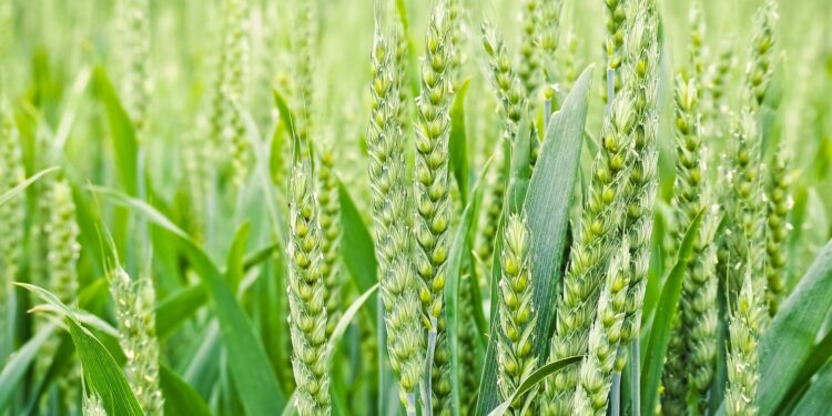 Government Provides Relief for Rain-Affected Wheat, Procurement to be Carried Out Across the State with Relaxed Norms