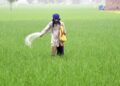 Kharif crops