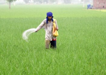 Kharif crops