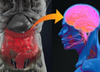 gut-brain axis wellness