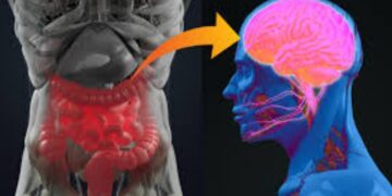 gut-brain axis wellness