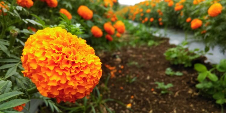Uttar Pradesh first ‘Center of Excellence for Flowers’ to be Established In Ayodhya