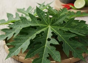 papaya leaves