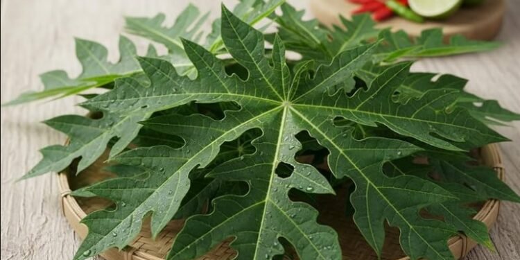 papaya leaves