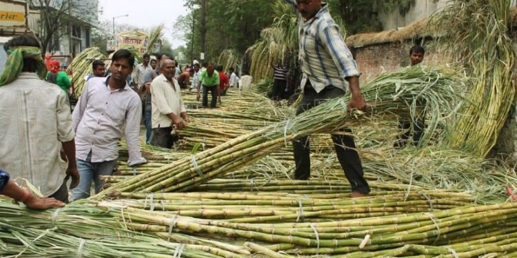 ganna kisan