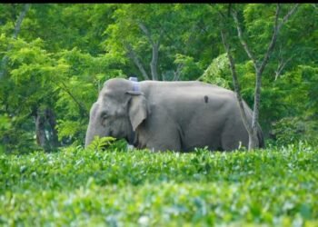 Assam GPS Study Reveals New Elephant Movement Routes, Tea Gardens and River Corridors Key Pathways