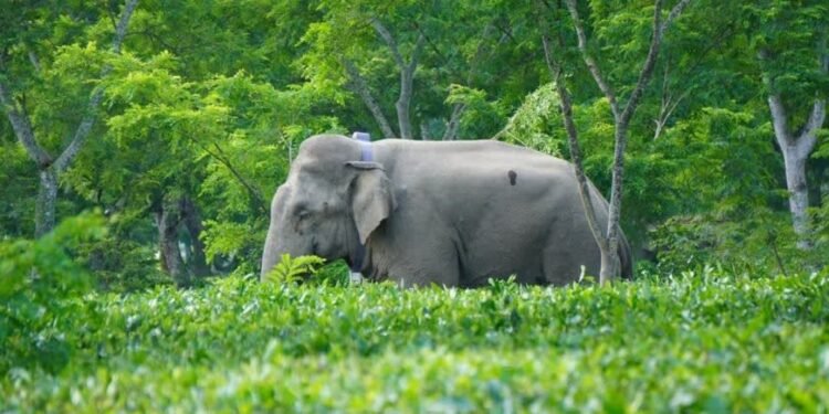 Assam GPS Study Reveals New Elephant Movement Routes, Tea Gardens and River Corridors Key Pathways
